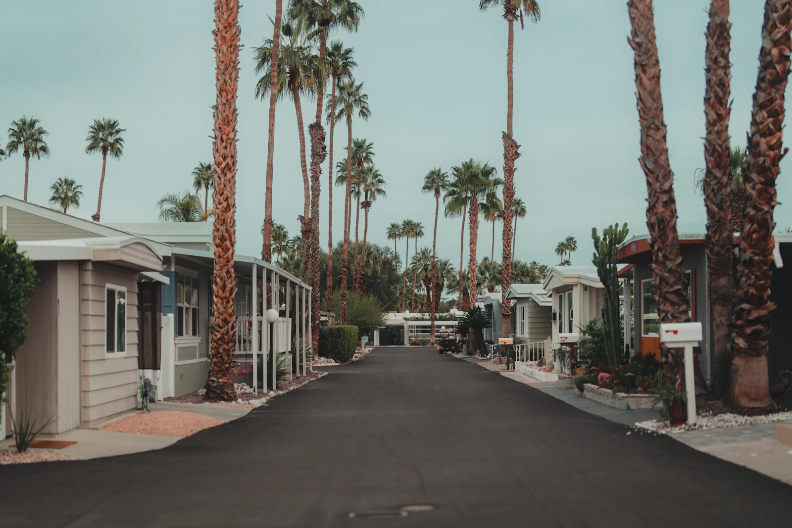 Palm lined street and homes in Palm Springs