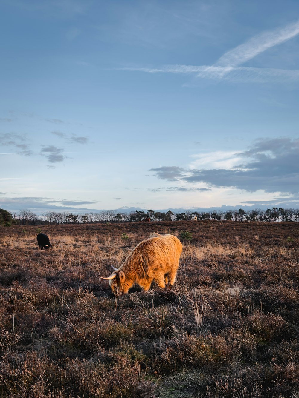 a brown cow grazing in a grassy field