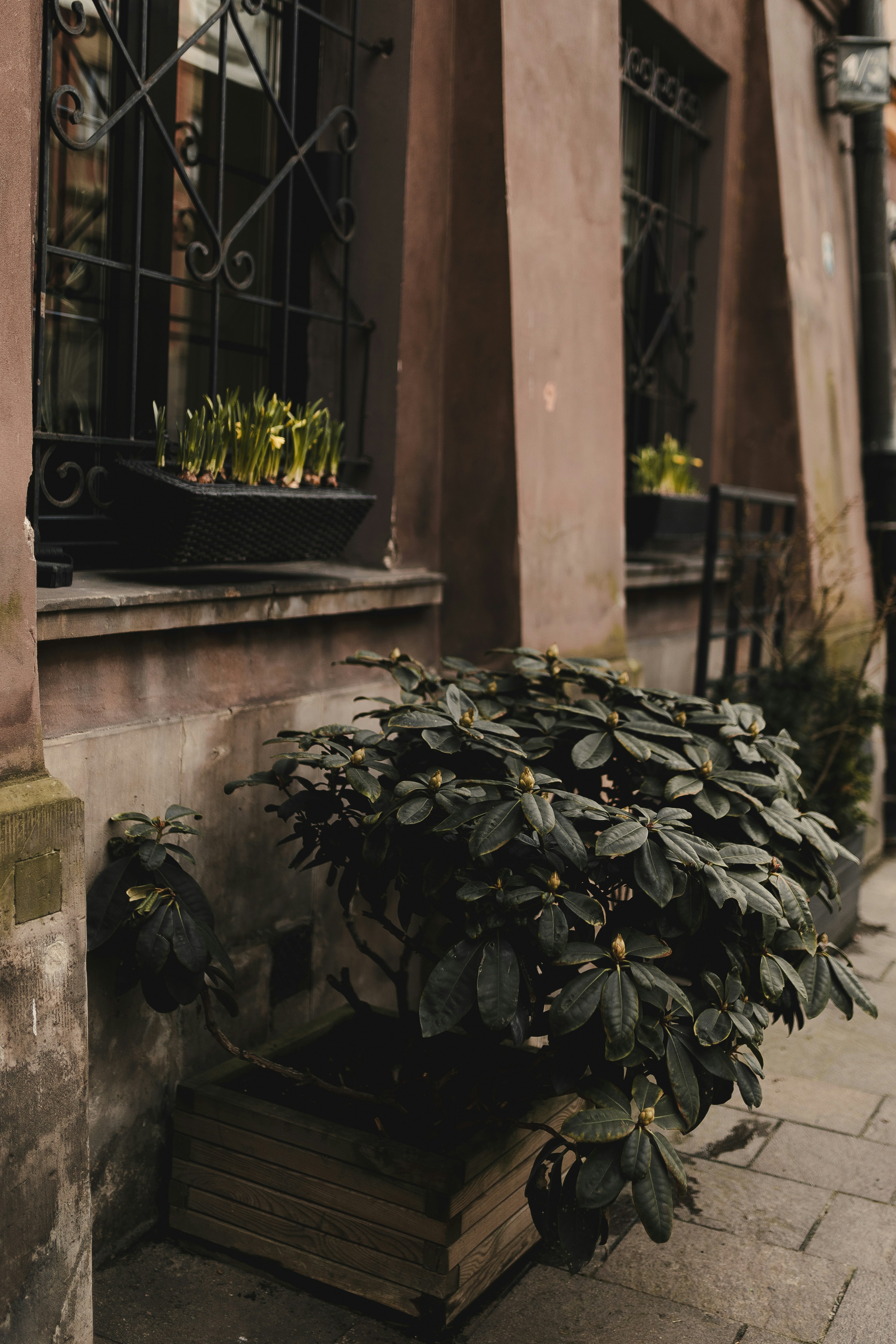 um vaso de planta sentado na lateral de um prédio