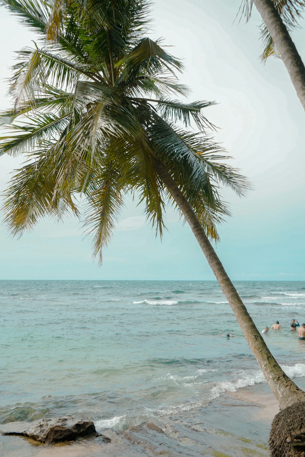 a couple of palm trees sitting on top of a beach