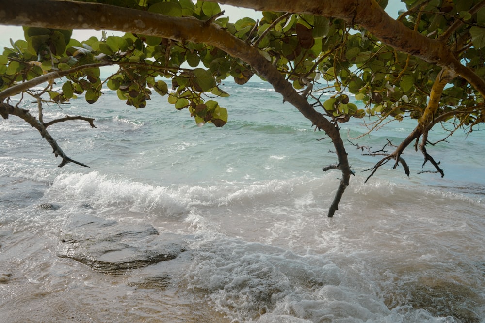 a view of the ocean from under a tree