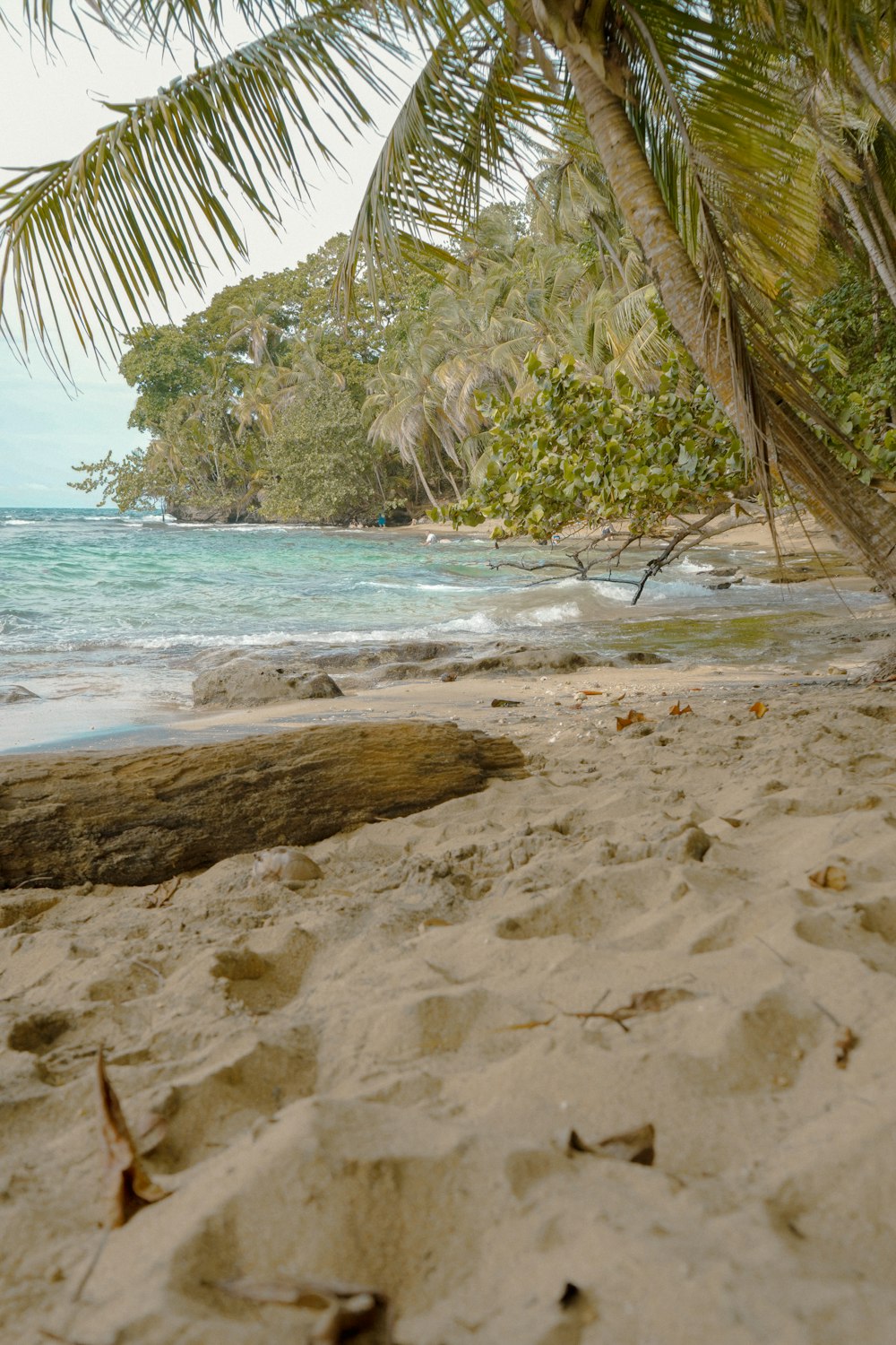 a sandy beach with a palm tree and ocean in the background