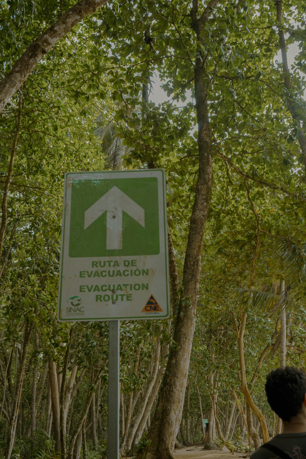 a man standing next to a forest filled with trees