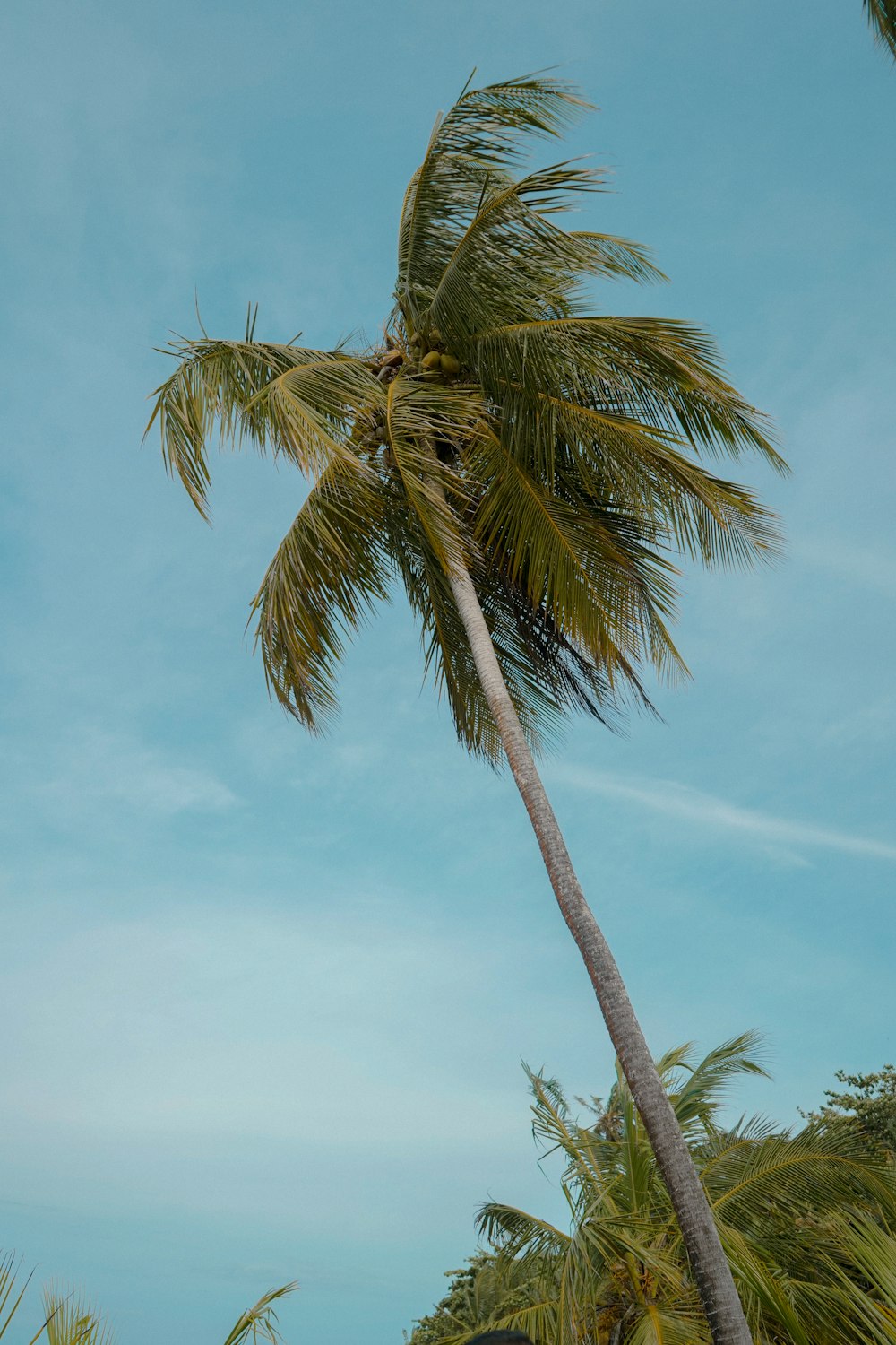 a palm tree blowing in the wind on a beach