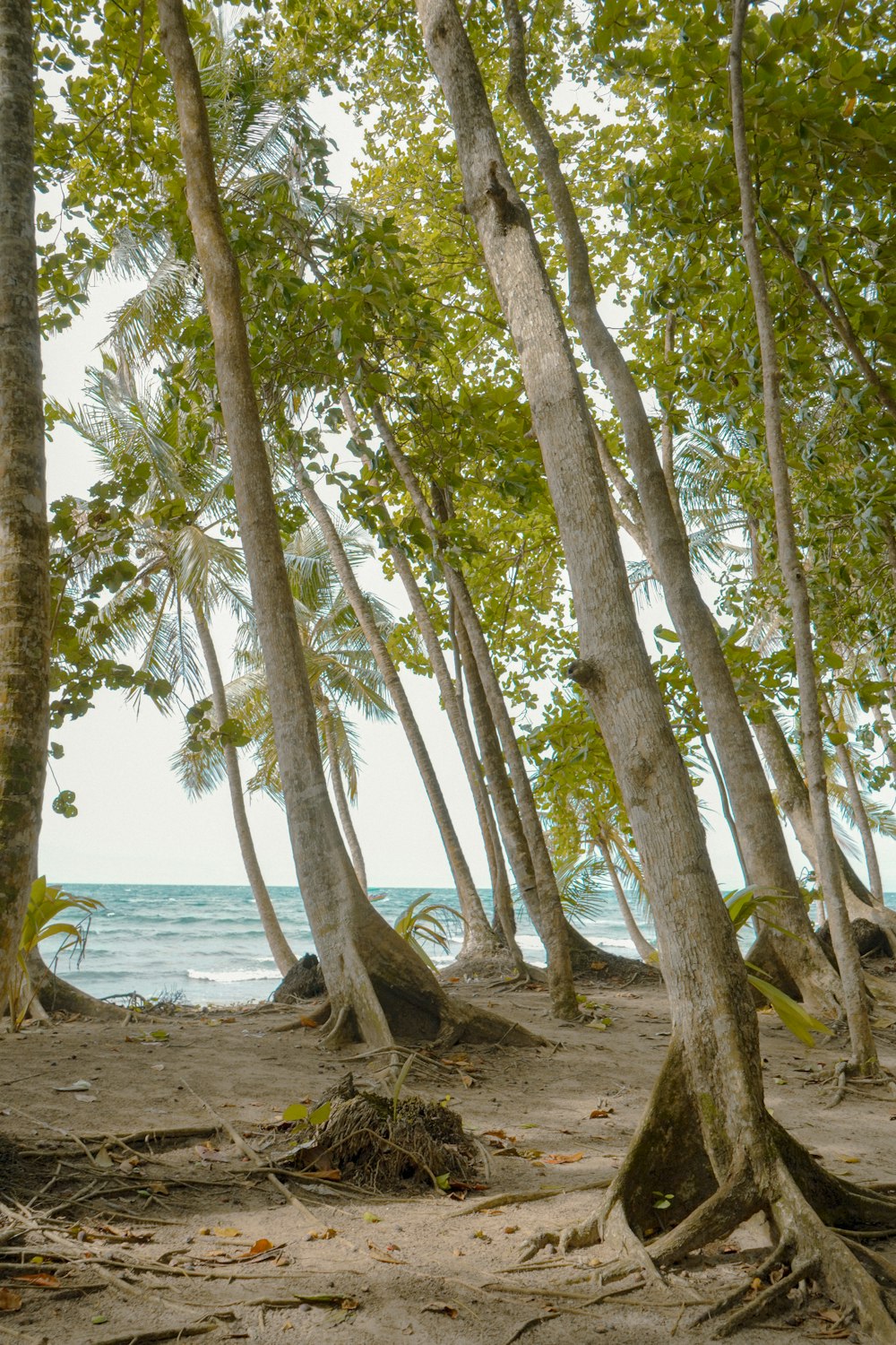 a group of trees on a beach with the ocean in the background