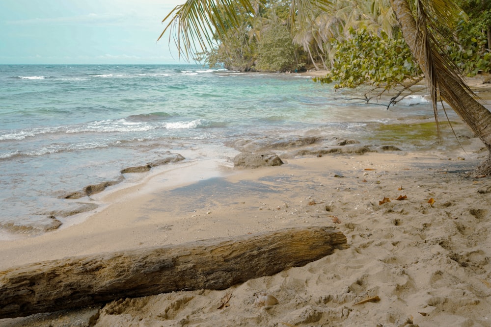 a log laying on a sandy beach next to the ocean