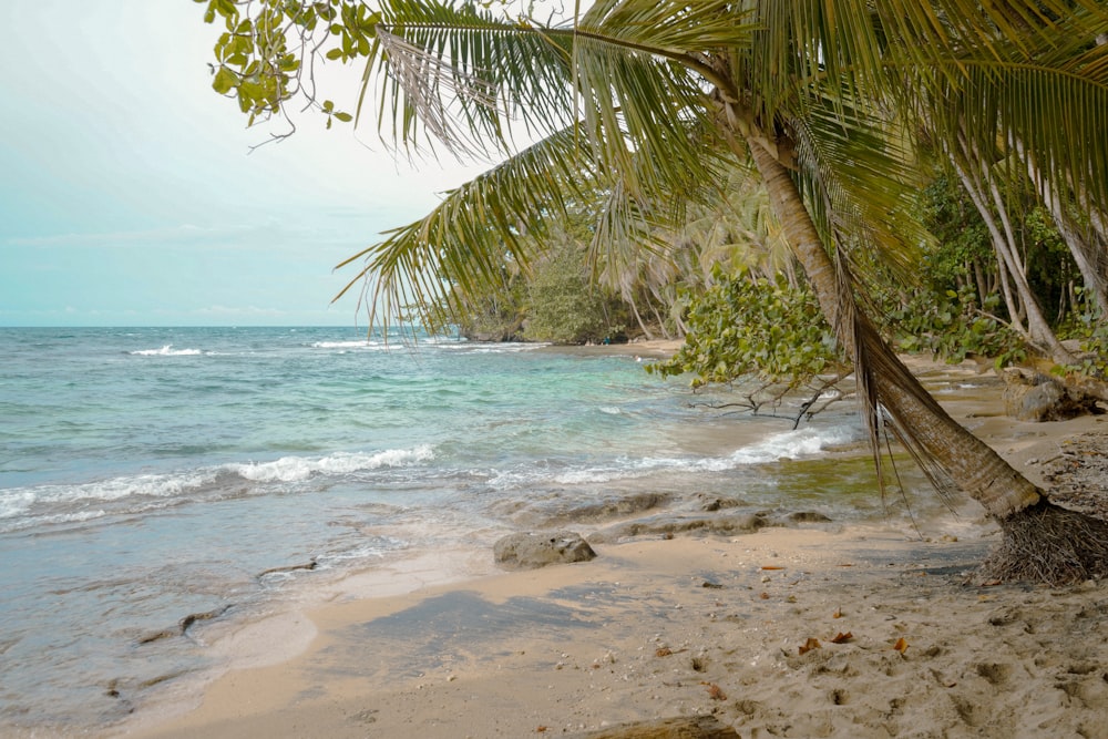 uma praia com uma palmeira e um corpo de água
