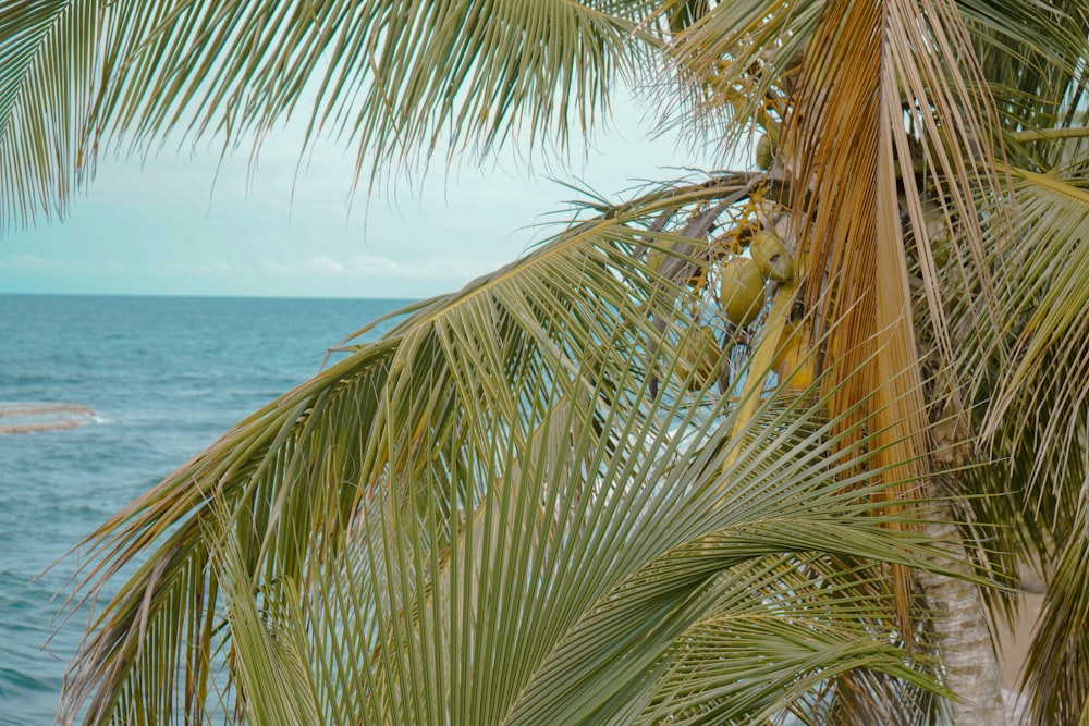 a view of the ocean through a palm tree