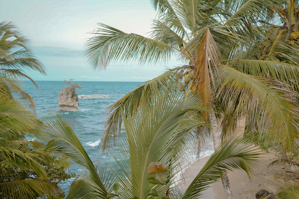 a view of the ocean from a beach with palm trees