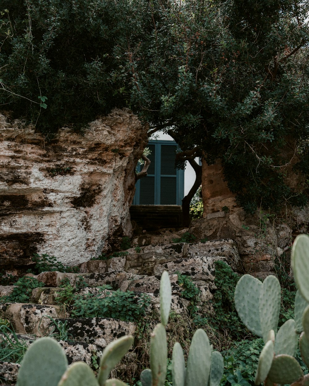 una ventana en una pared de roca rodeada de cactus