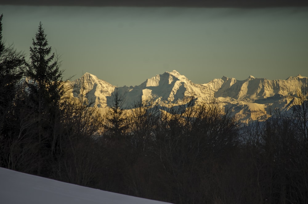 a view of a mountain range with trees in the foreground