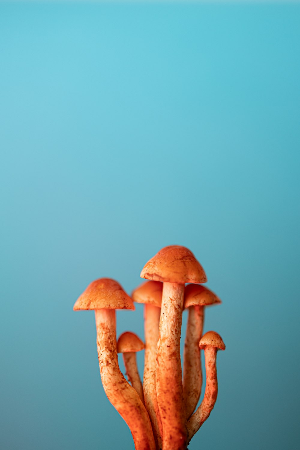um grupo de cogumelos sentados em cima de uma mesa