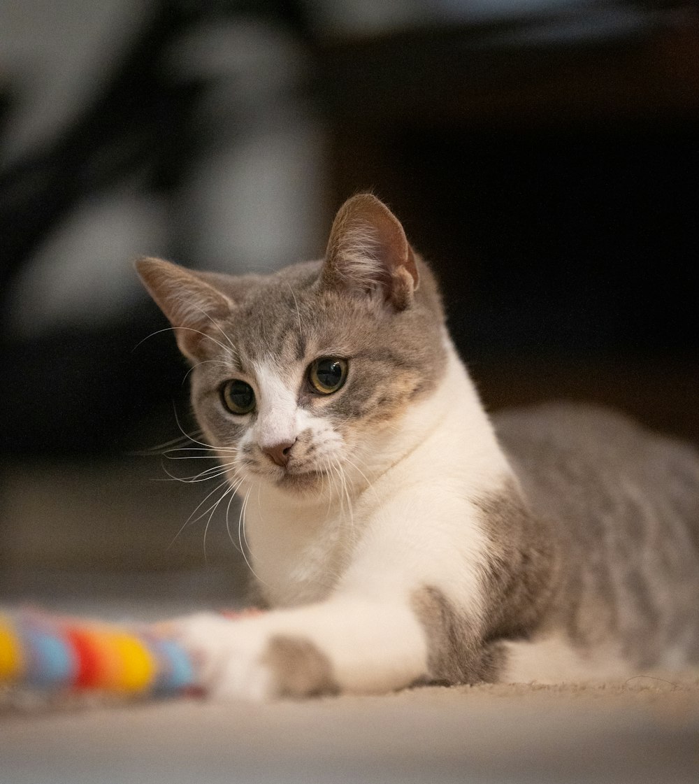 a cat laying on the floor with a toy