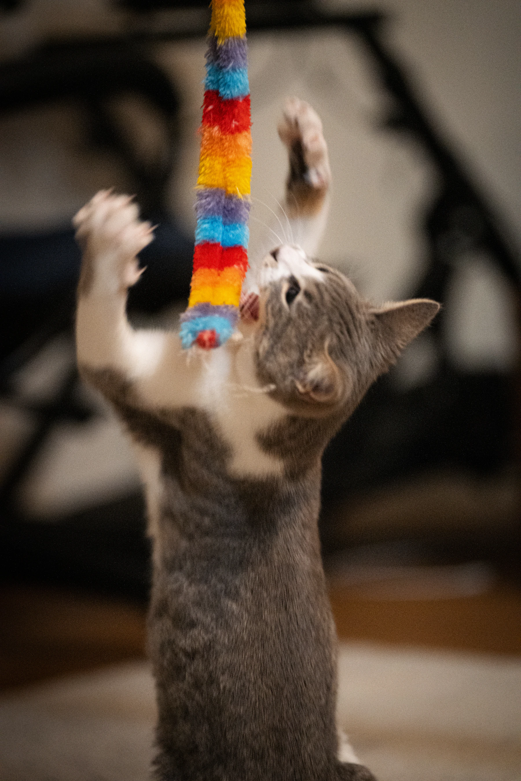 Cat actively playing with a colorful pet toy