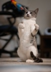 a gray and white cat standing on its hind legs