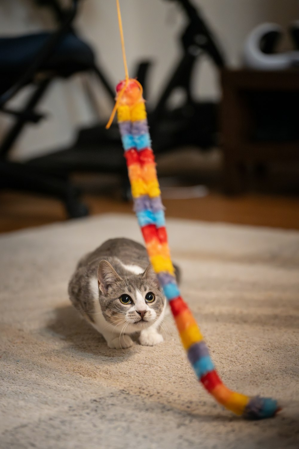 a cat playing with a toy on the floor