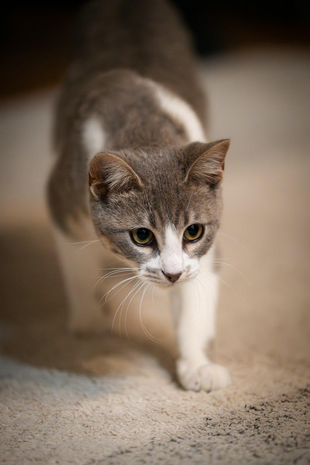a gray and white cat walking across a carpet