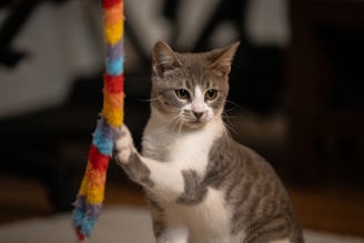 a cat playing with a toy on the floor