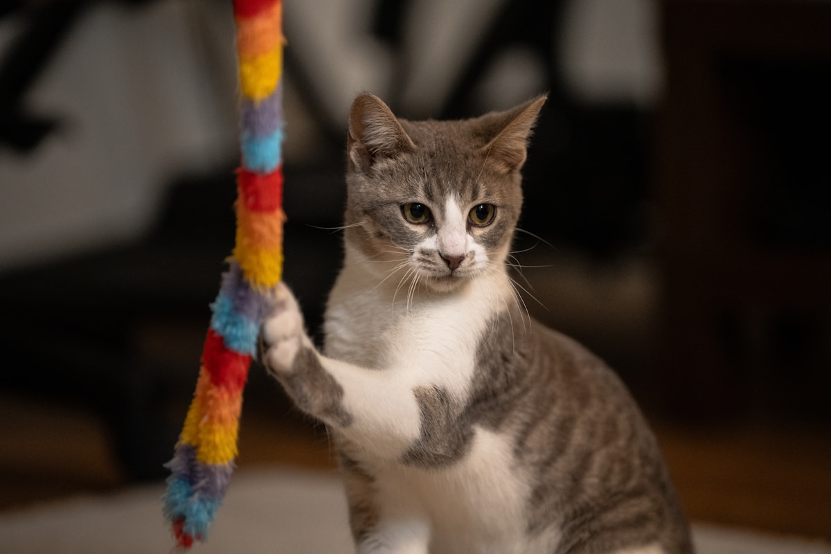 Interactive Rainbow Cat Wand
