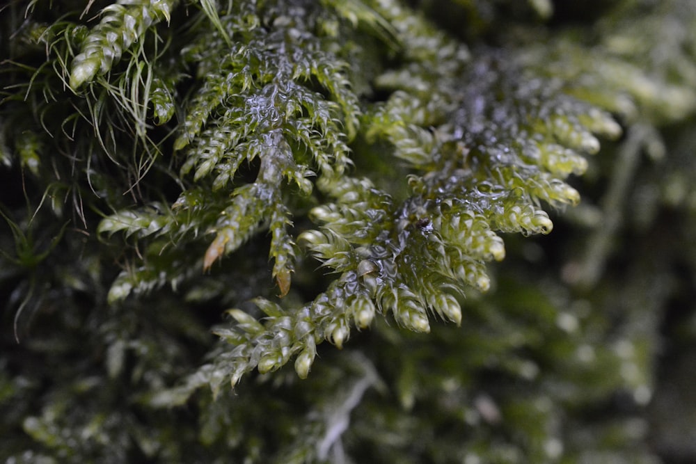 a close up of a green plant with lots of leaves