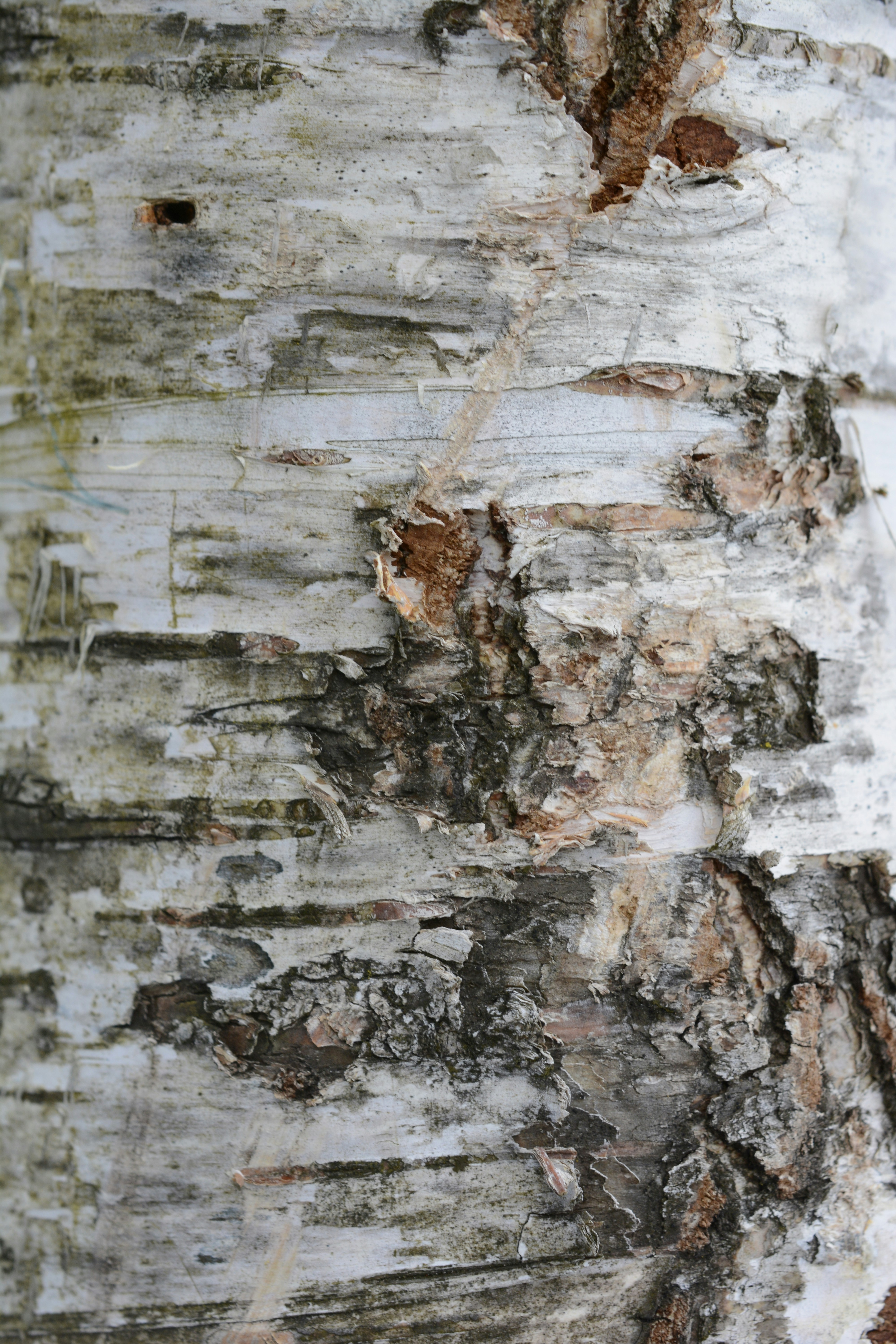 Photo by selvavaleska