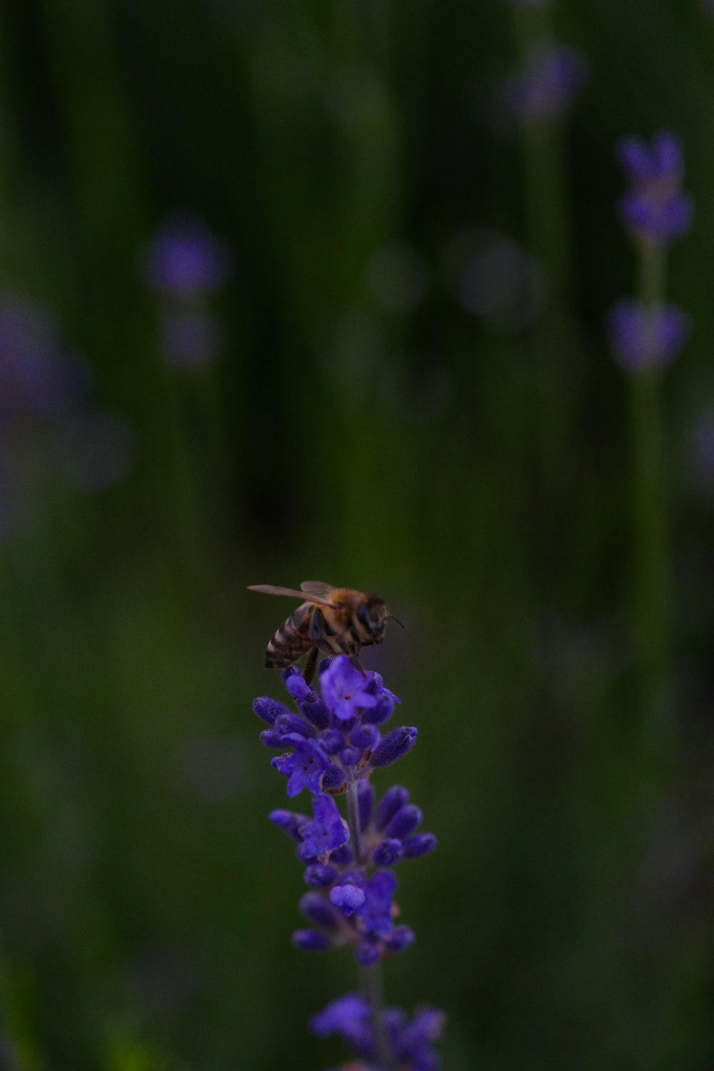 a bee sitting on top of a purple flower