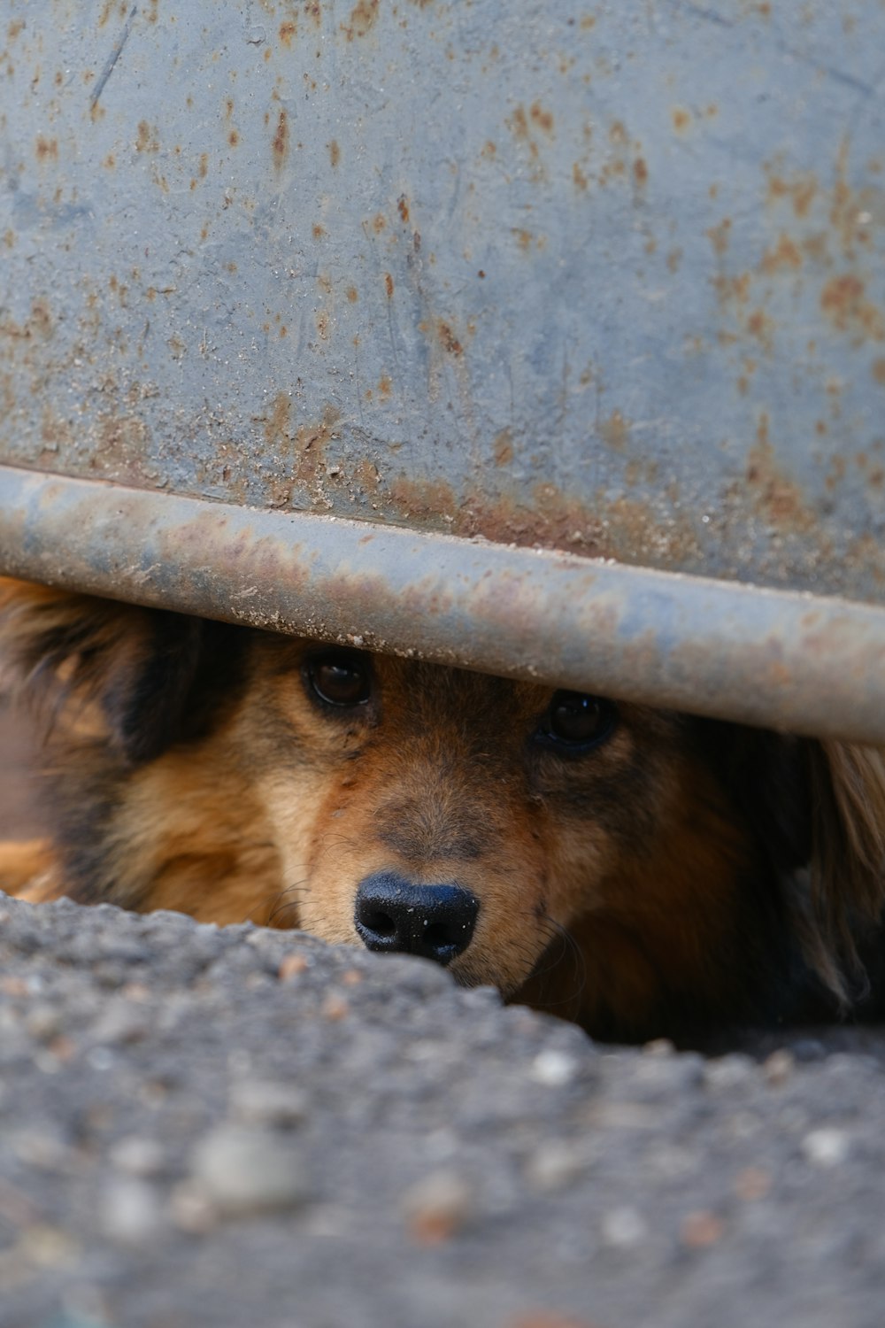 Ein Hund versteckt sich unter einem Metallgegenstand