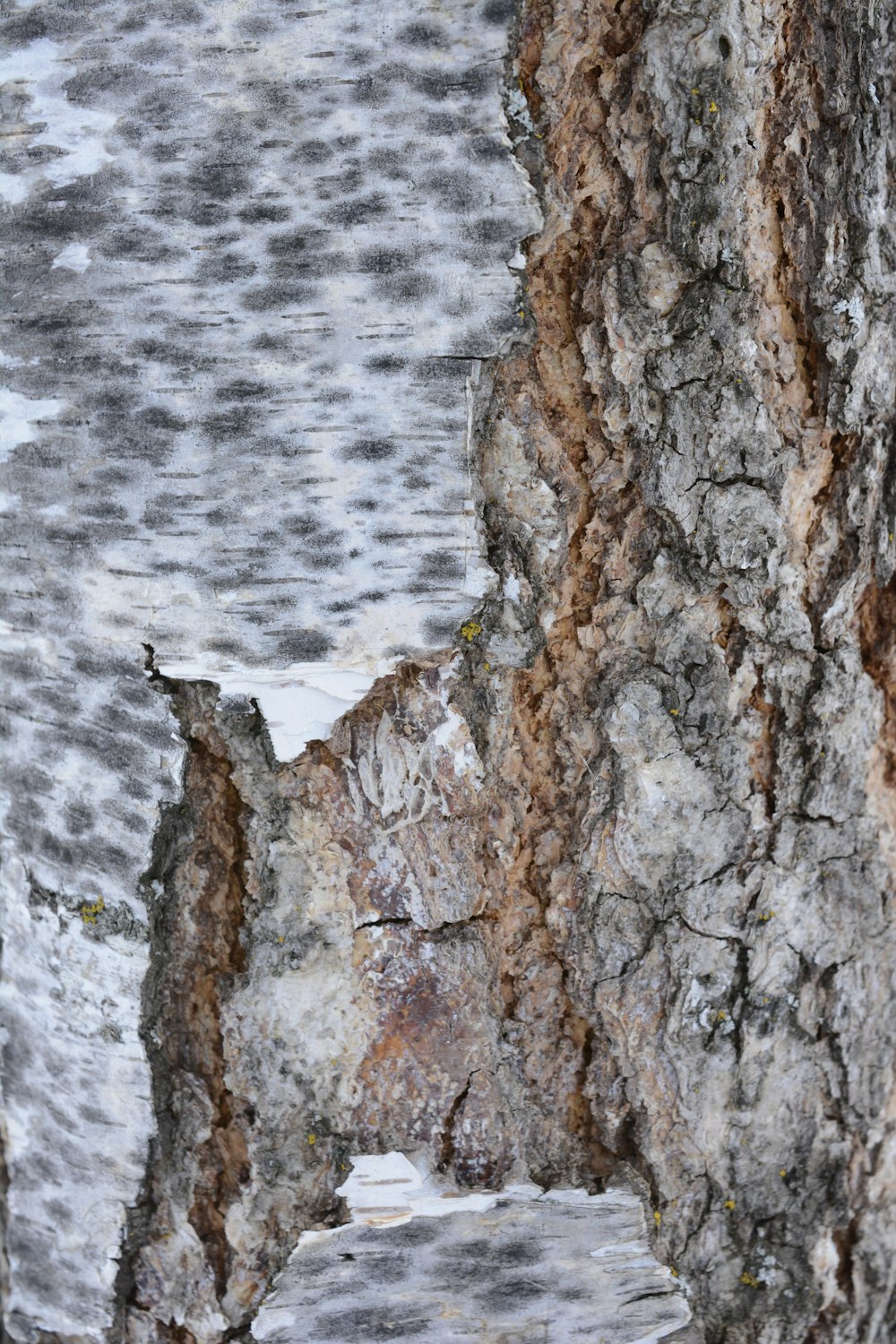 a close up of a tree trunk with a bird perched on it