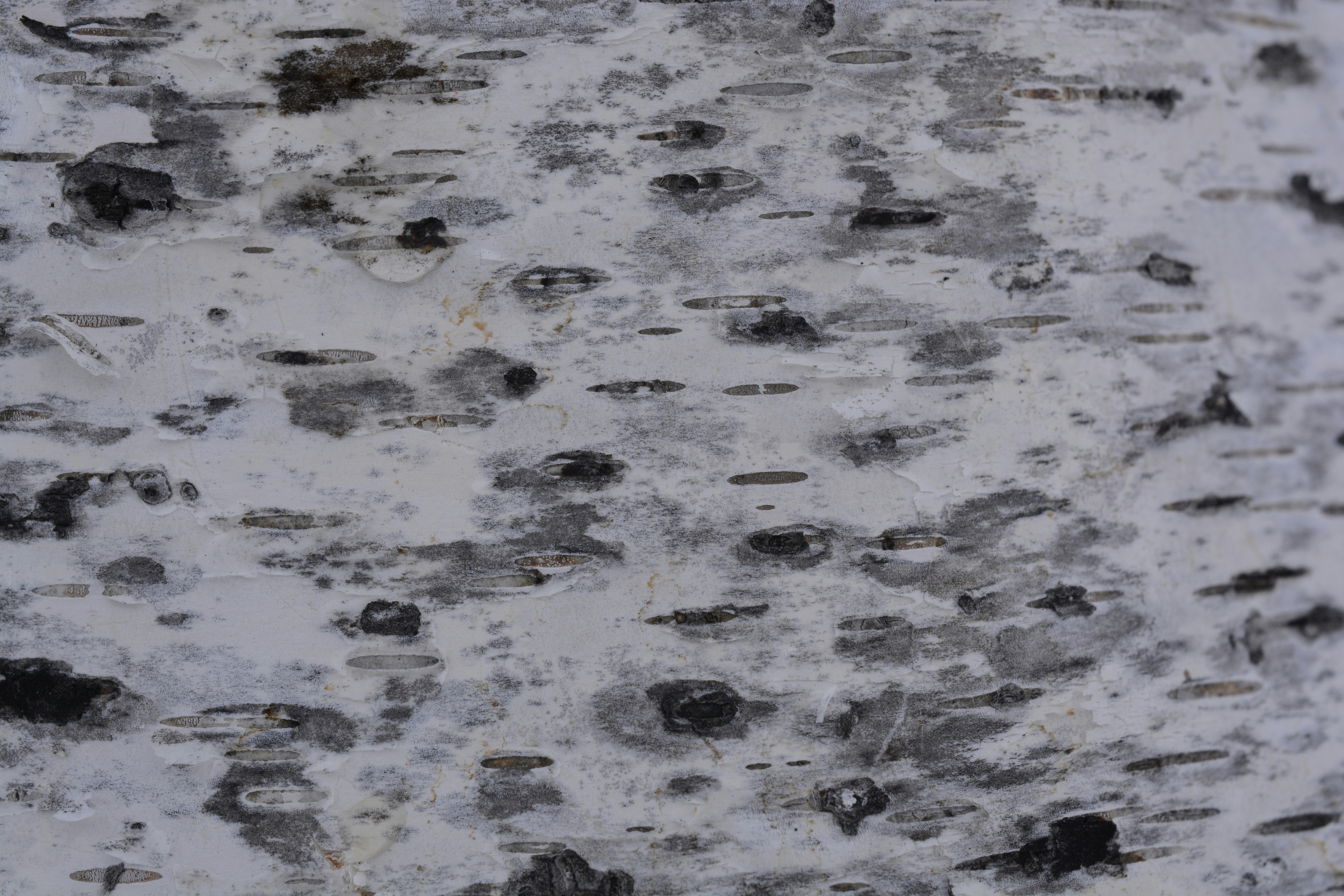 Photo by selvavaleska