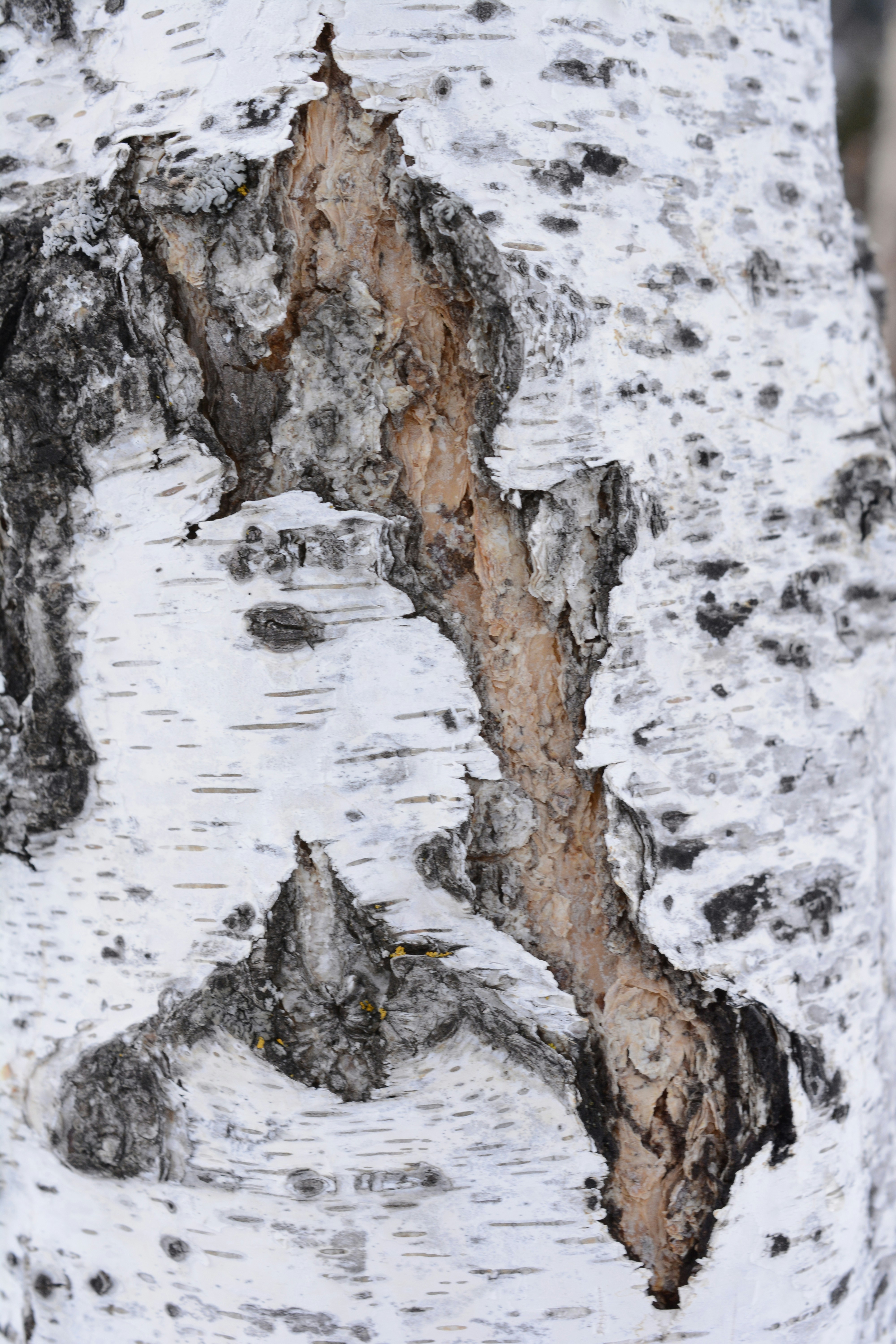 Photo by selvavaleska