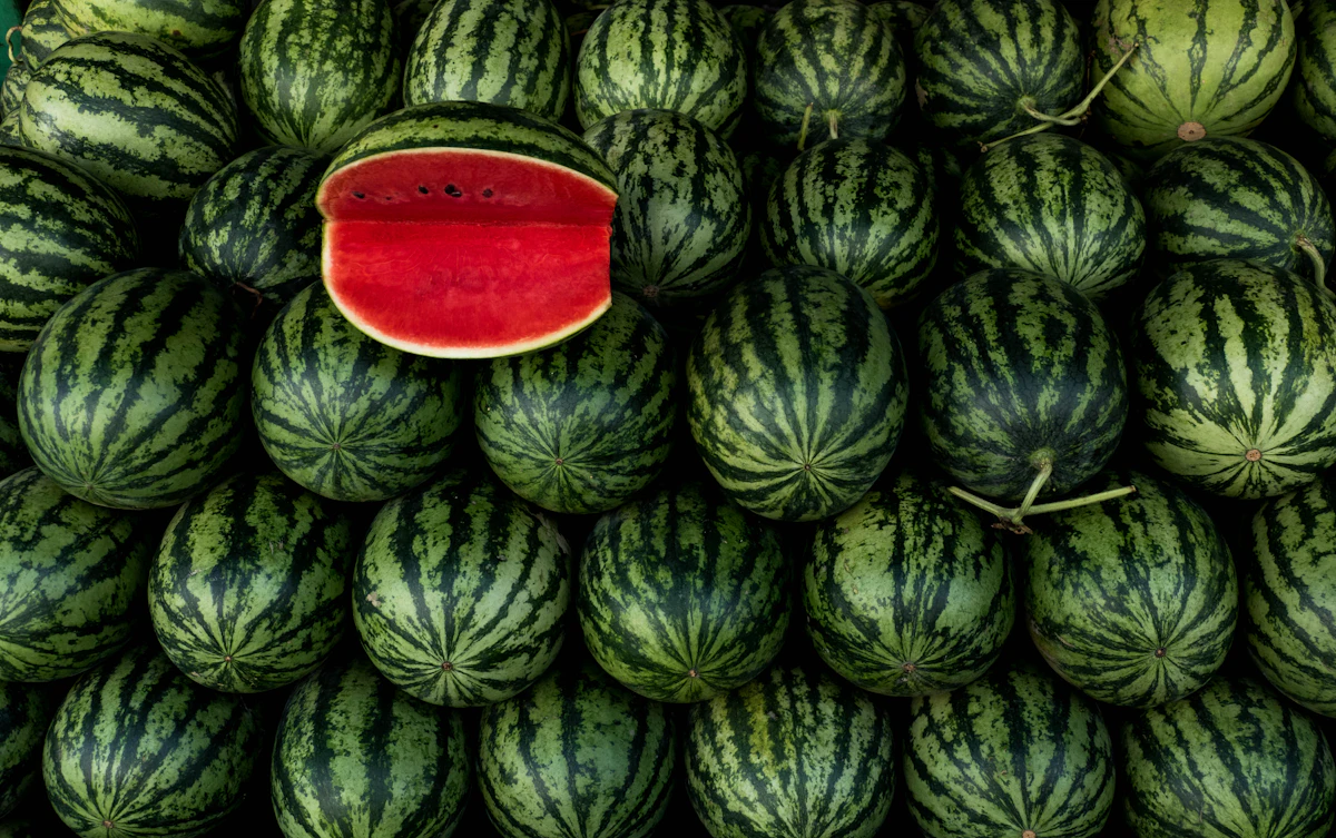 Watermelon Tarbooj Farming India Summer Profit