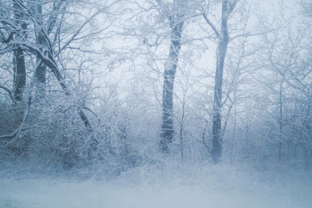 a snow covered forest filled with lots of trees