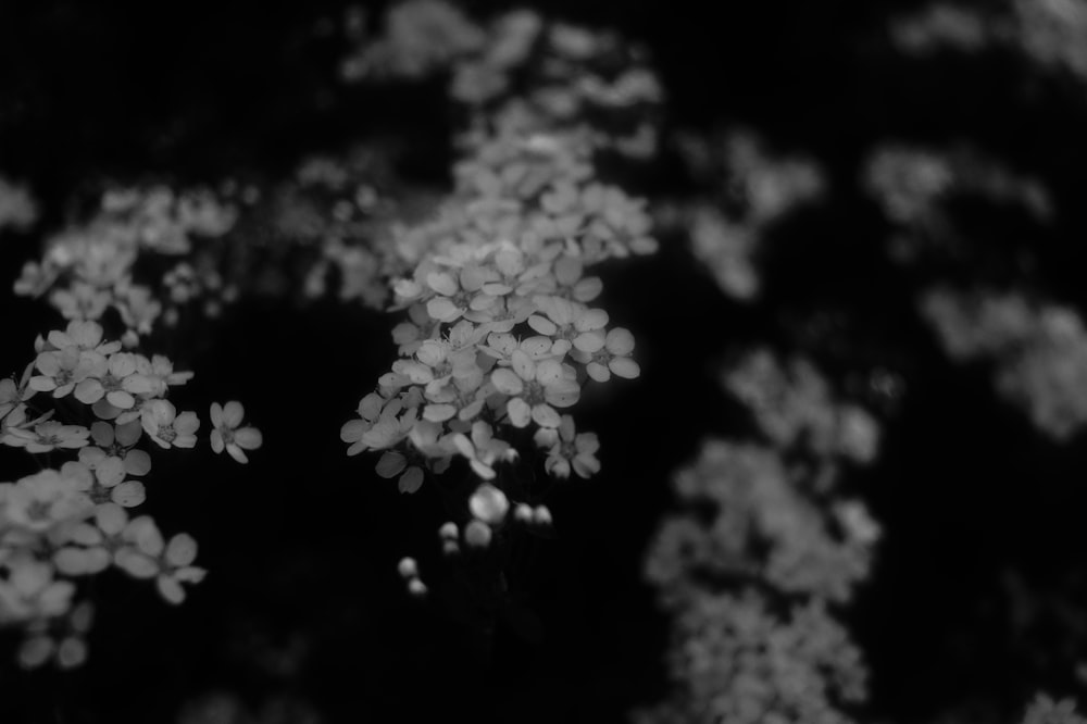 a black and white photo of small white flowers