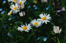 a bunch of flowers that are in the grass