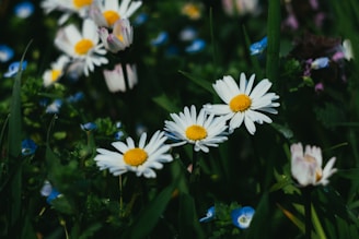 a bunch of flowers that are in the grass