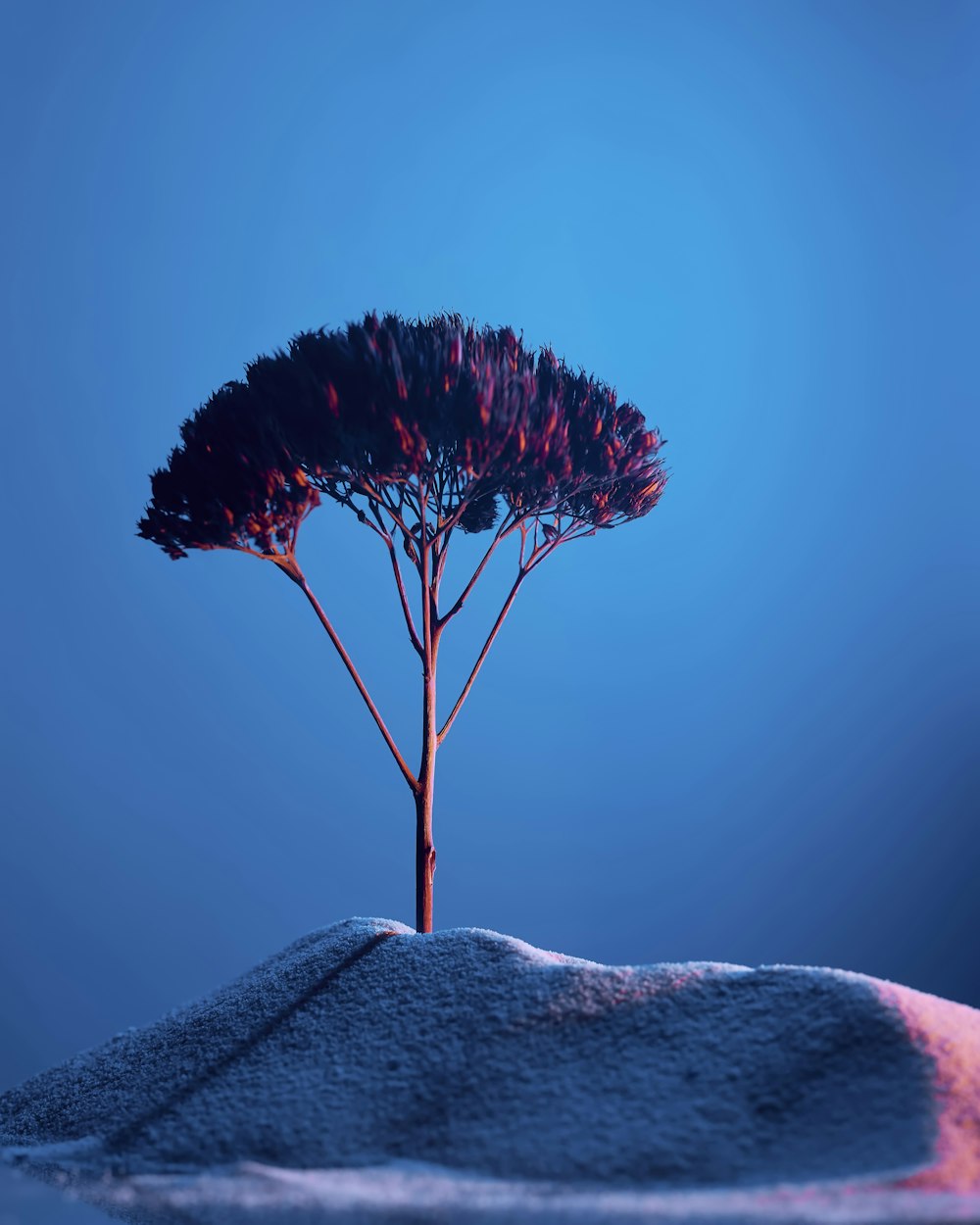 a tree on top of a snow covered hill