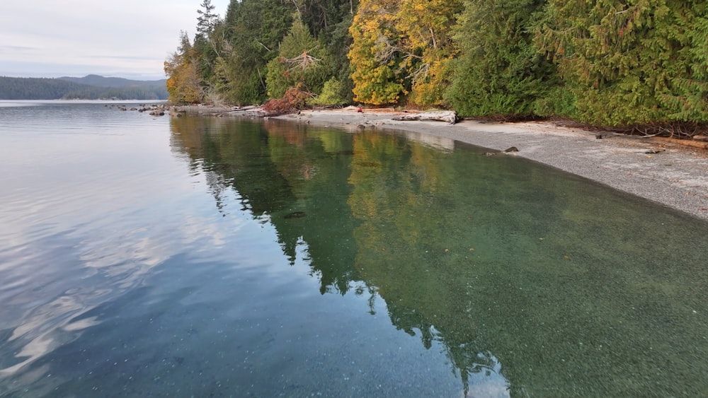 a body of water surrounded by trees