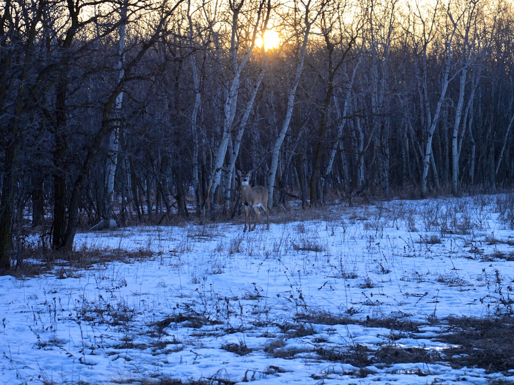 a deer standing in the middle of a snow covered field