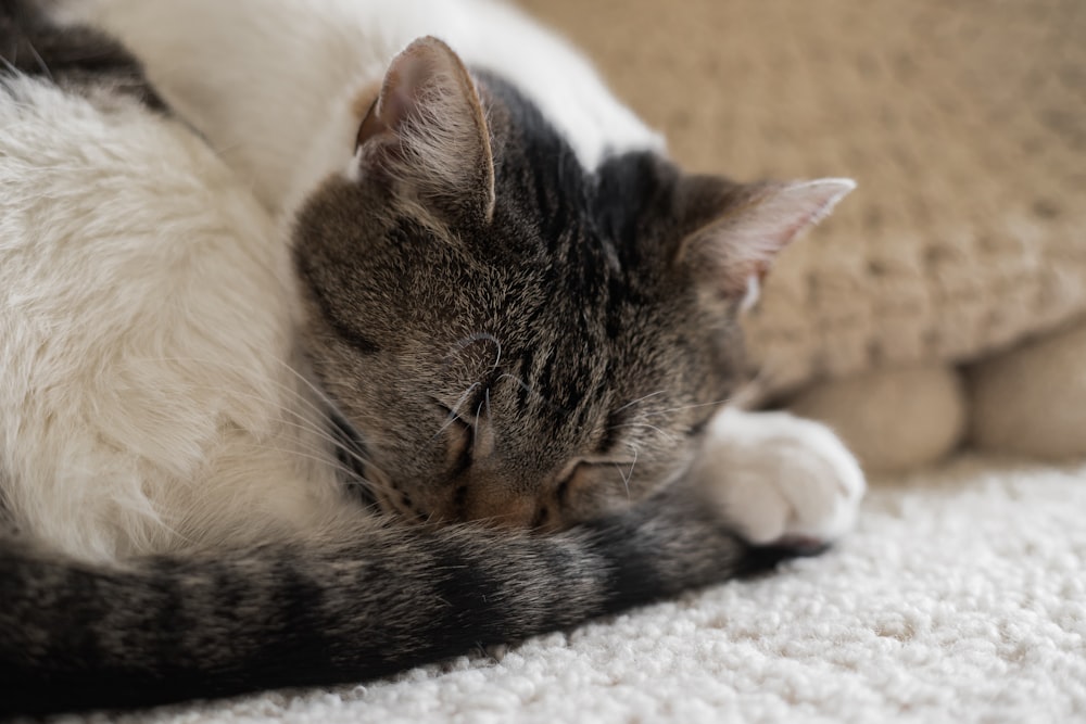 a gray and white cat sleeping on top of a couch