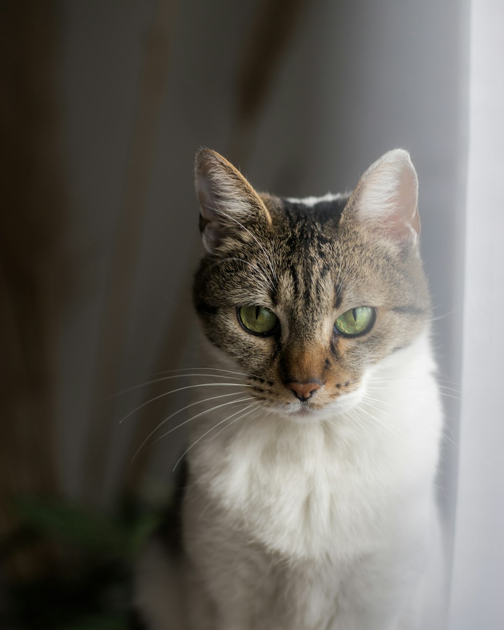 a close up of a cat near a window