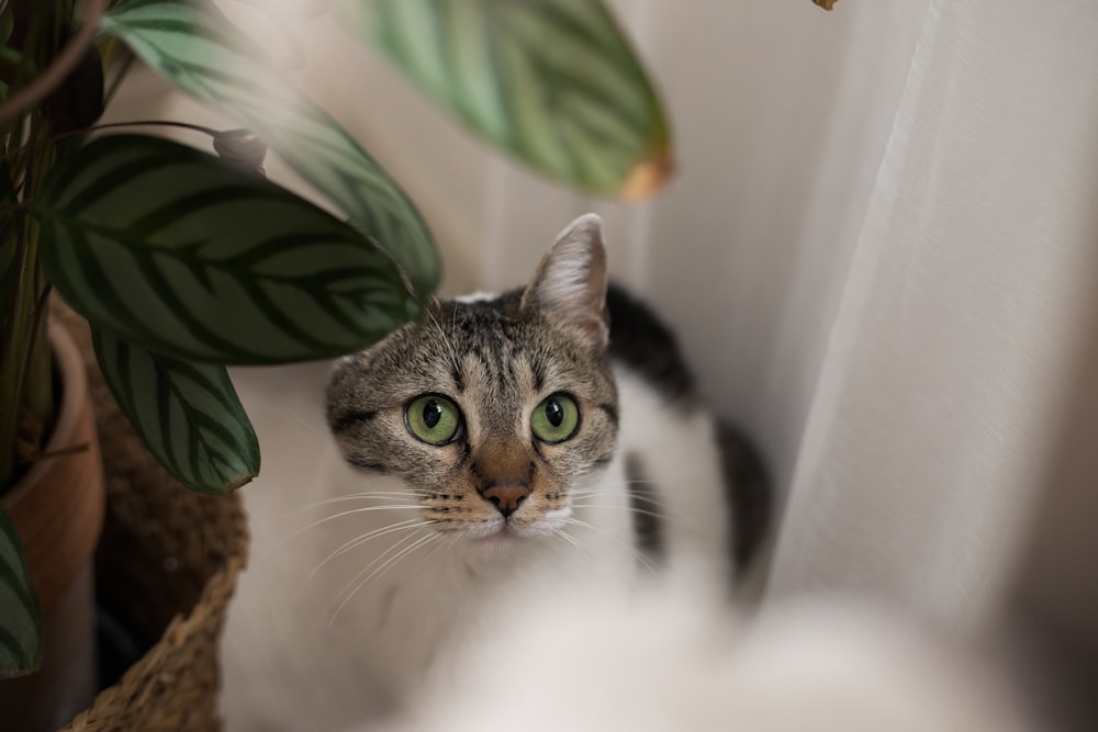 a cat sitting next to a potted plant