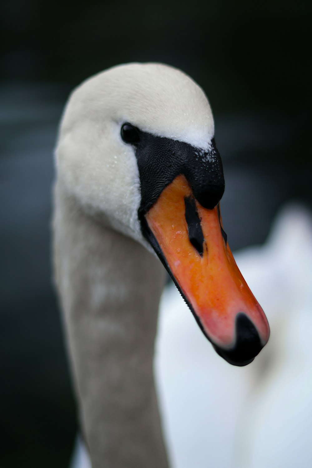 a close up of a white swan with an orange beak