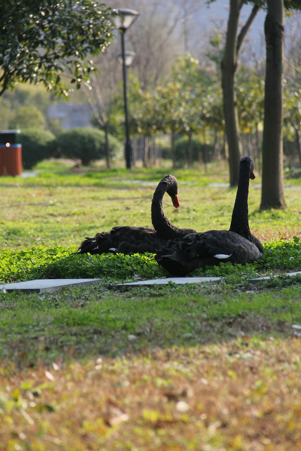 a couple of black swans sitting on top of a lush green field