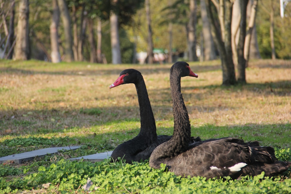a couple of black swans sitting on top of a lush green field