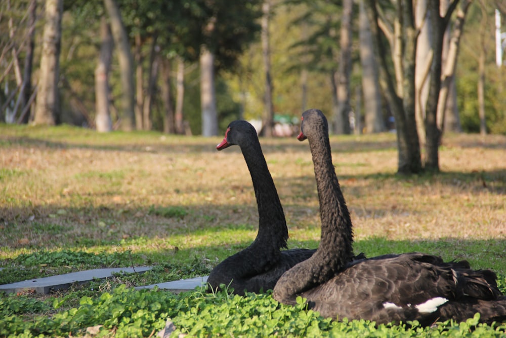 a couple of black swans sitting on top of a lush green field