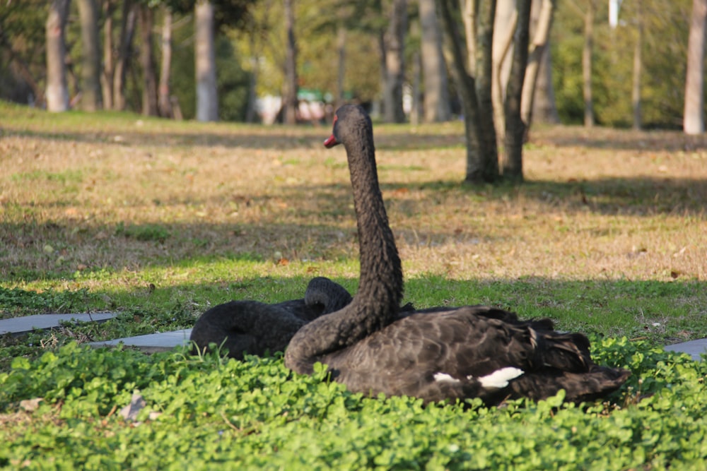 a large black bird sitting on top of a lush green field