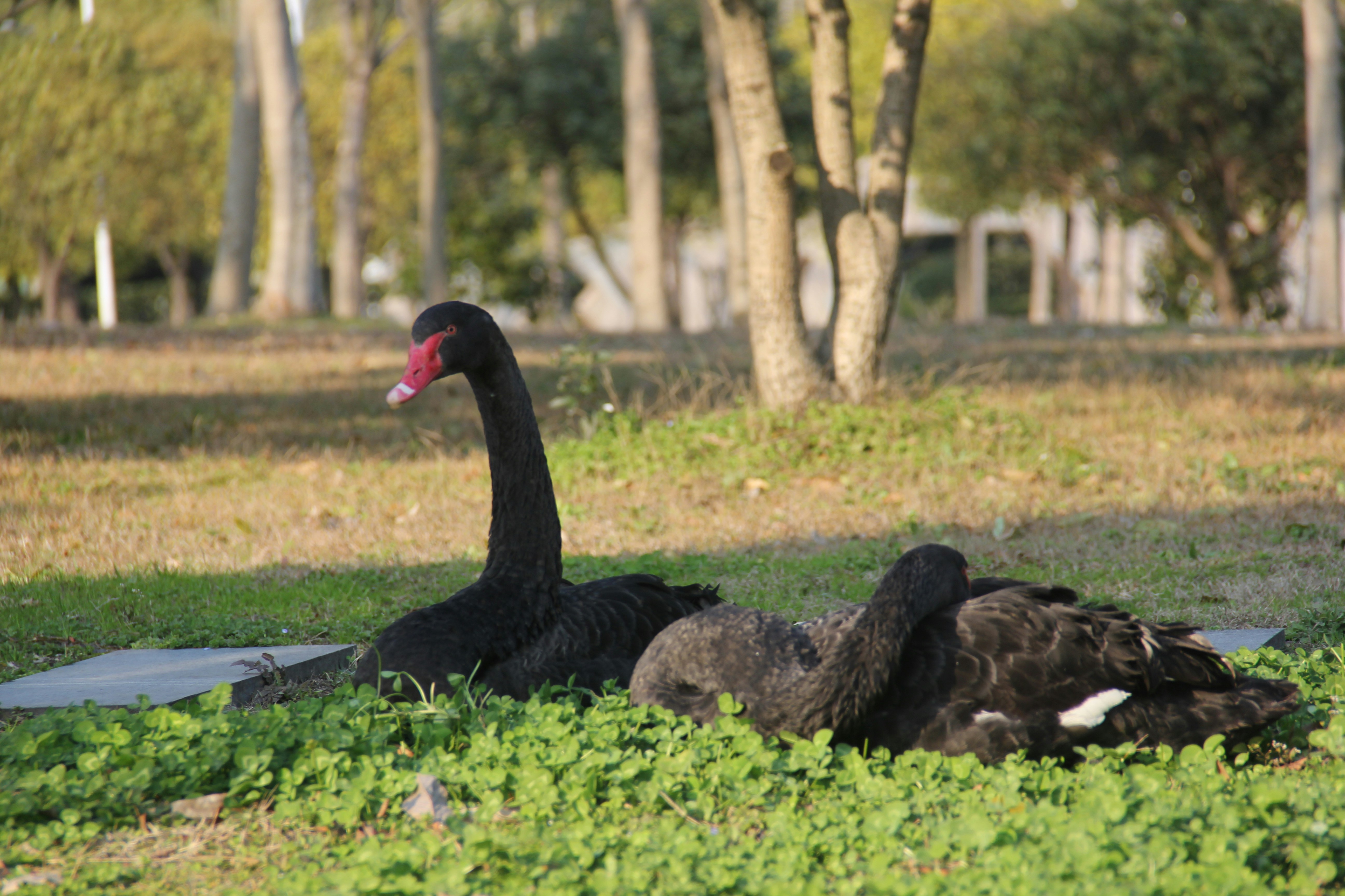 Photo by uttam_kumar