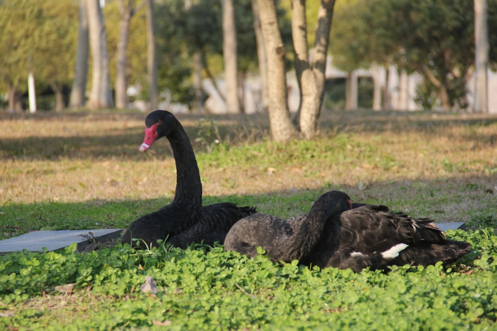 a couple of black swans sitting on top of a lush green field