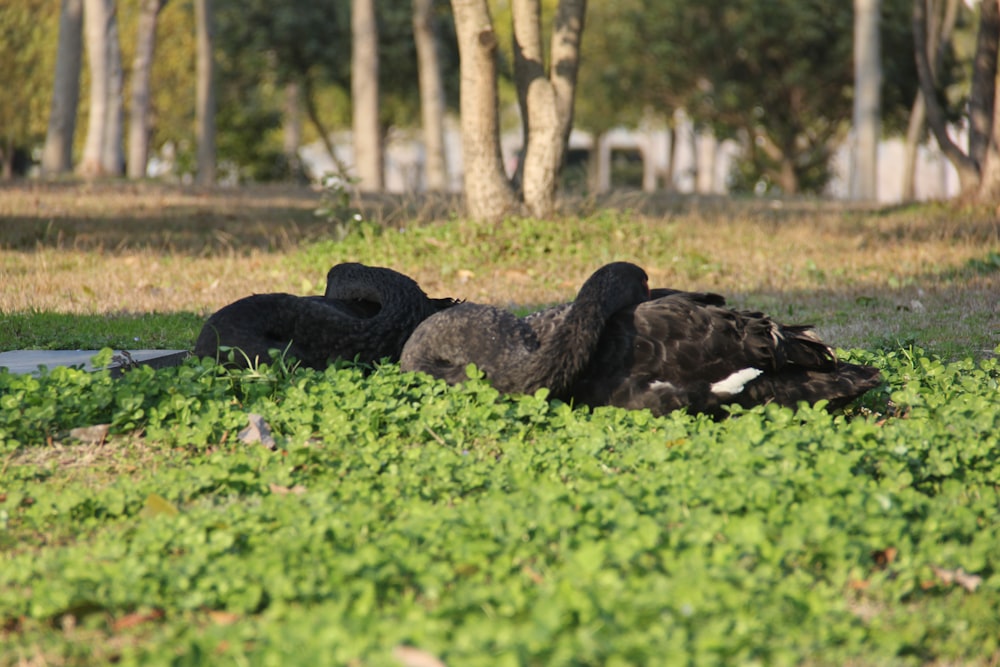 a couple of birds that are laying in the grass