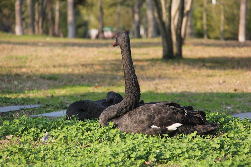 a large black bird sitting on top of a lush green field